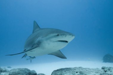 Boğa köpekbalığı okyanus tabanında yüzüyor.