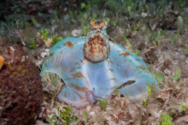 Mercan resifinde Karayip resif ahtapotu