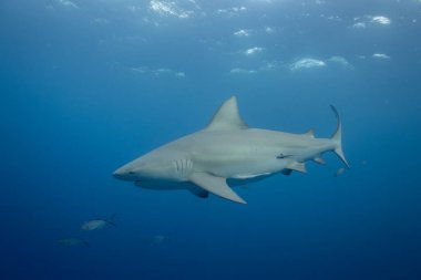 Boğa köpekbalığı okyanusta yüzüyor.