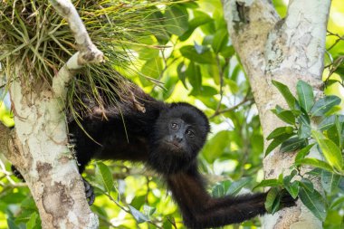 Guatemolan ağaçtaki siyah uluyan maymun.