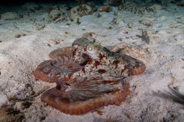 Mercan resifinde Karayip resif ahtapotu