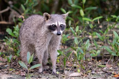 Ormanda Cozumel pigme rakunu