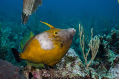 Mezoamerikan Resifinde Beyazsaksı balığı