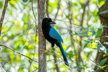 Yucatan Jay bir ağaca tünedi.