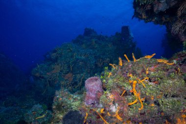 Mezoamerikan Resifi 'nin güzel manzarası