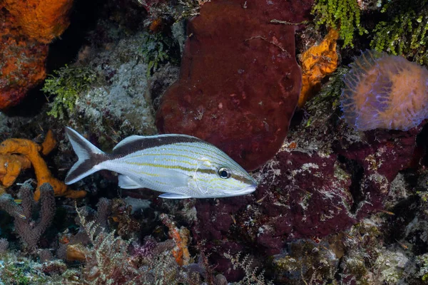 Mezoamerikan Resifinde Cottonwich