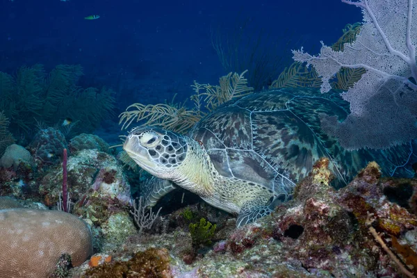 Tortuga Marina Verde Sobre Arrecife Coral — Foto de Stock