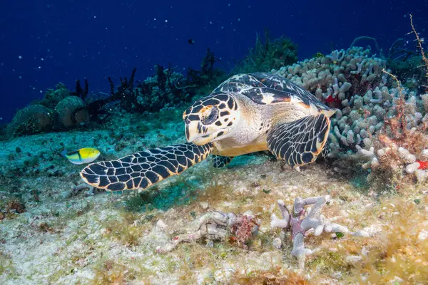 Tortuga Carey Comiendo Coral Arrecife — Foto de Stock