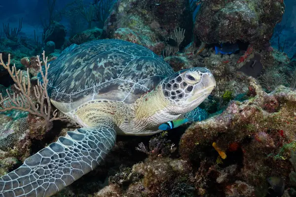 Tortuga Marina Verde Sobre Arrecife Coral — Foto de Stock