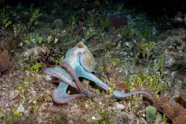 Mercan resifinde Karayip resif ahtapotu