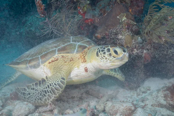 Tortuga Verde Arrecife — Foto de Stock