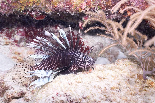Red lionfish on the ocean floor