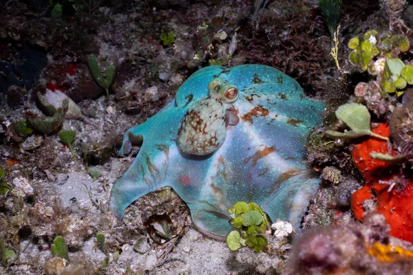 Mercan resifinde Karayip resif ahtapotu