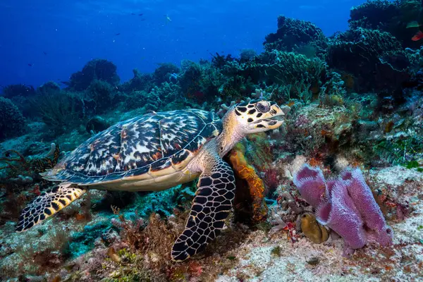 Tortuga Carey Arrecife Coral — Foto de Stock