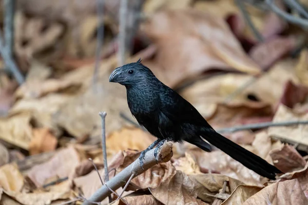 Koruluklu ve sopalı. 