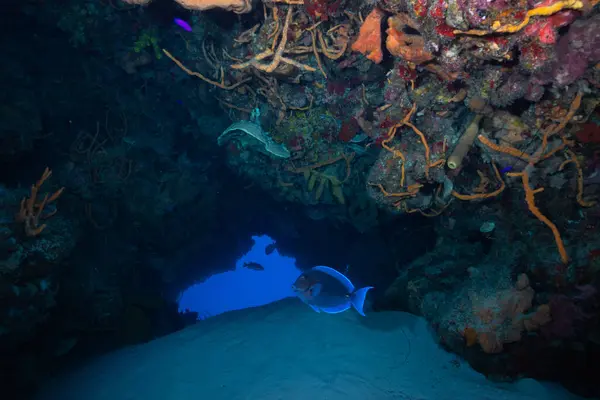 Reef cave at ocean floor