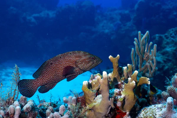 Graysby güzel bir resifte 