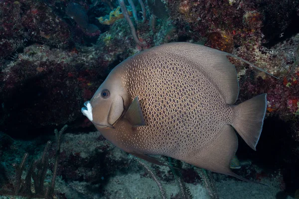 Szürke Angyalhal Korallzátonyban Stock Kép