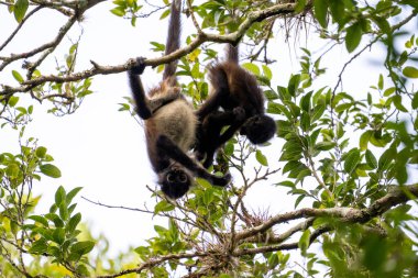 Yucatan örümcek maymunu bebekle ağaçta