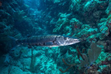Okyanustaki büyük barakuda