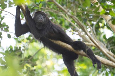 Guatemolan ağaçtaki siyah uluyan maymun.