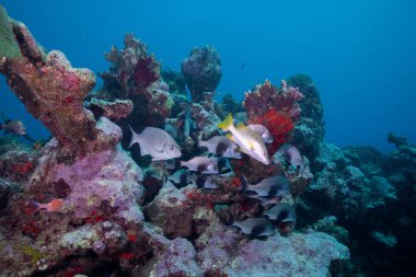 Mezoamerikan resifinde balık sürüsü