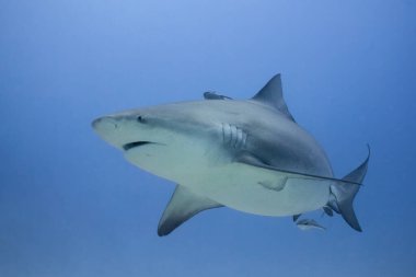 Boğa köpekbalığı okyanusta yüzüyor.