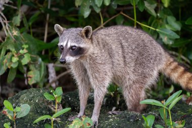 Ormanda Cozumel pigme rakunu