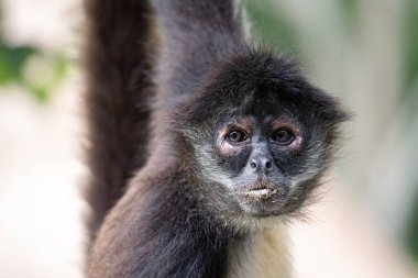 Ağaçtaki Yucatan örümcek maymununa yakın çekim 