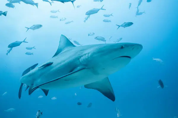 Stock image Bull shark with sunlight in the background