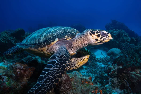 Hawksbill kaplumbağa mercan resif üzerinde