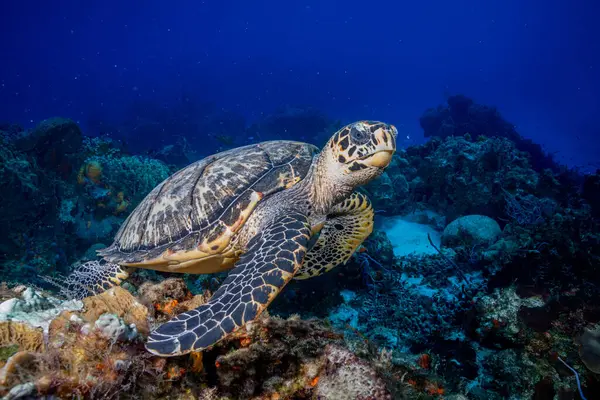 Hawksbill kaplumbağa mercan resif üzerinde