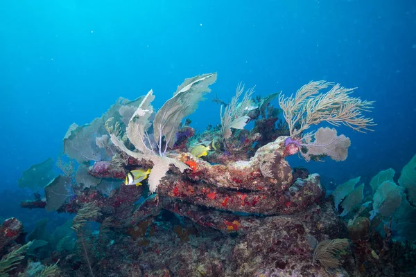 Krásný Korál Dně Oceánu Stock Obrázky