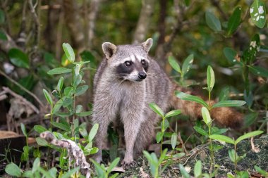 Ormanda Cozumel pigme rakunu