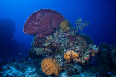 Okyanus tabanında bir resif parçası