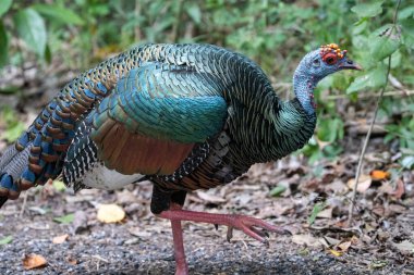 Ormanda seyreltilmiş hindi