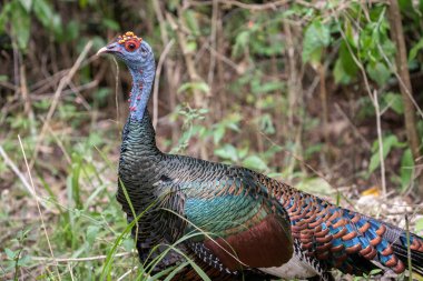 Ormanda seyreltilmiş hindi