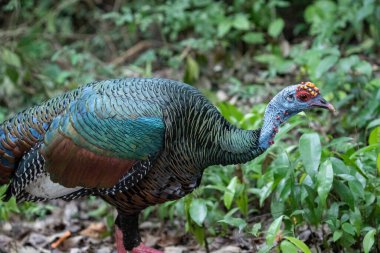 Ormanda seyreltilmiş hindi