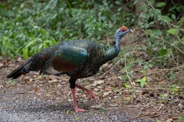 Ormanda seyreltilmiş hindi