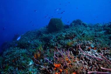 Balık sürüleri ile güzel resifler