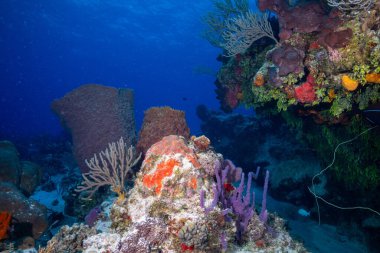 Mesoamerikan Resifi 'nin her yerinde güzel mercanlar var.