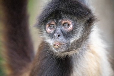 Ağaçtaki Yucatan örümcek maymununa yakın çekim 