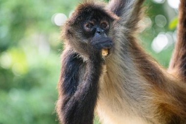 Ağaçtaki Yucatan örümcek maymununa yakın çekim 