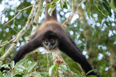 Ağaçtaki Yucatan örümcek maymununa yakın çekim 