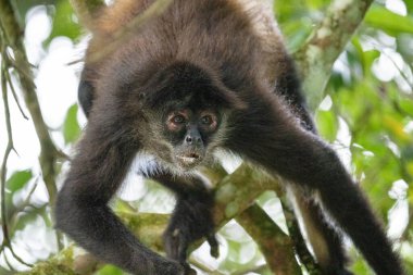 Ağaçtaki Yucatan örümcek maymununa yakın çekim 