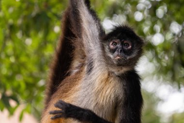 Ağaçtaki Yucatan örümcek maymununa yakın çekim 