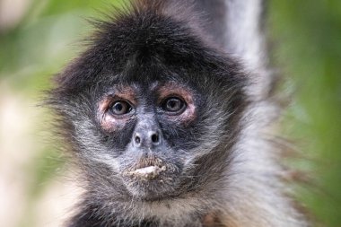 Ağaçtaki Yucatan örümcek maymununa yakın çekim 