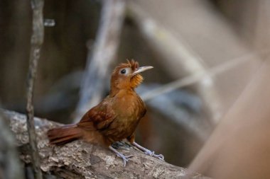 Tüneğin üstünde ağaçkakan.