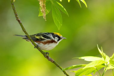 Kestane rengi bülbül tüneğinde