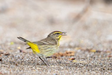 Palm Warbler kumsalda